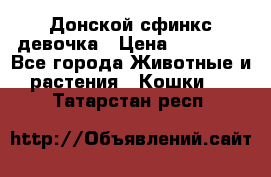 Донской сфинкс девочка › Цена ­ 15 000 - Все города Животные и растения » Кошки   . Татарстан респ.